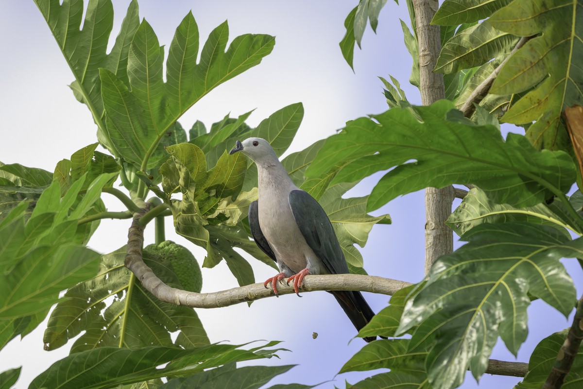 Pacific Imperial-Pigeon - ML647211217