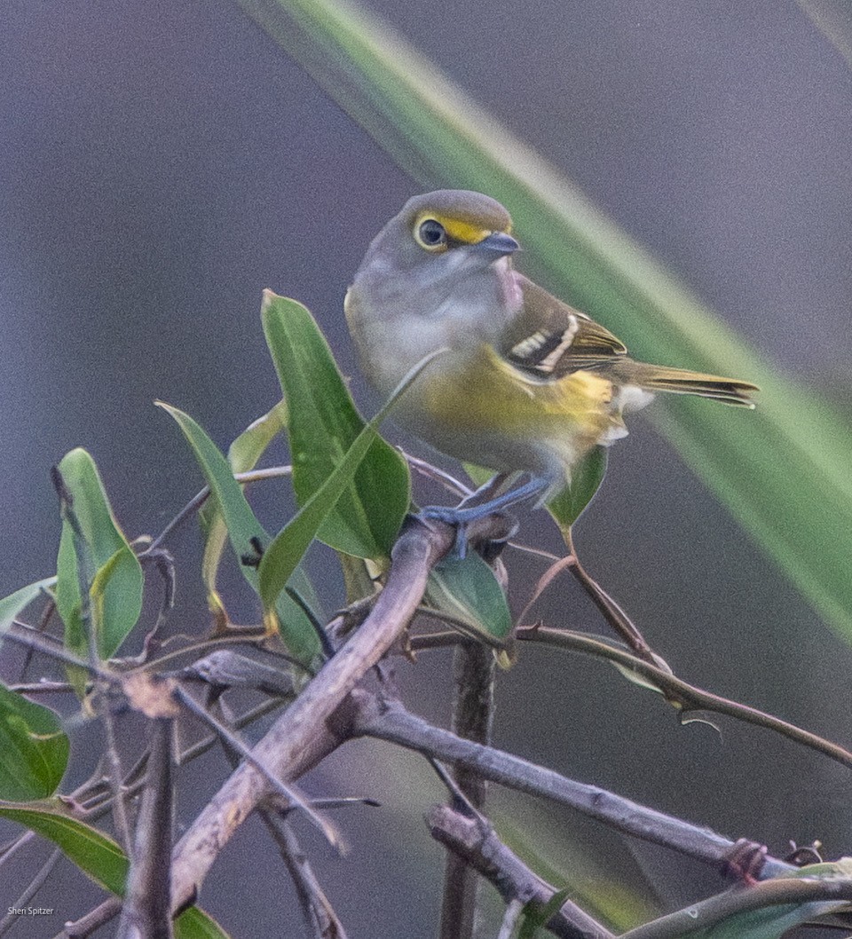 ויראו לבן-עין - ML647211218