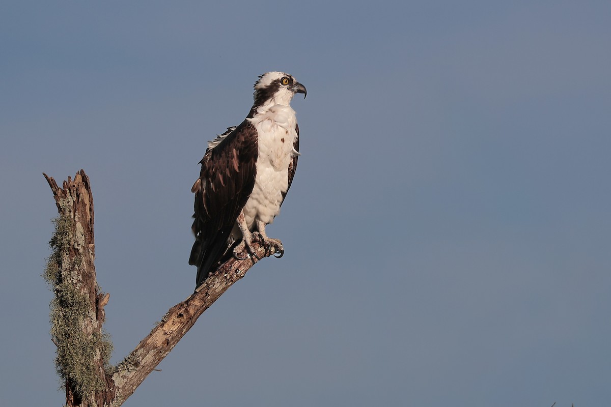 Osprey - ML647211219