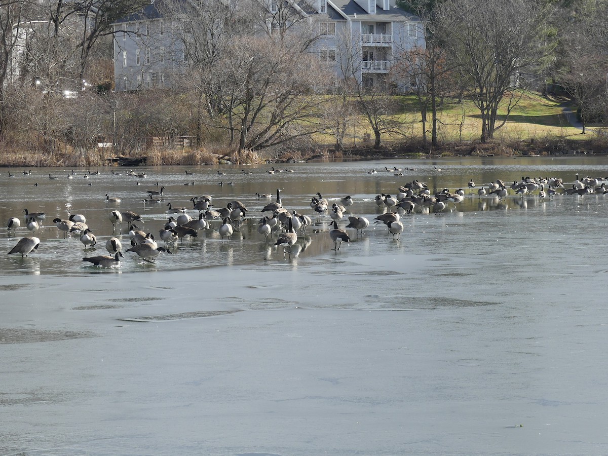 Kanadagans - ML647211222