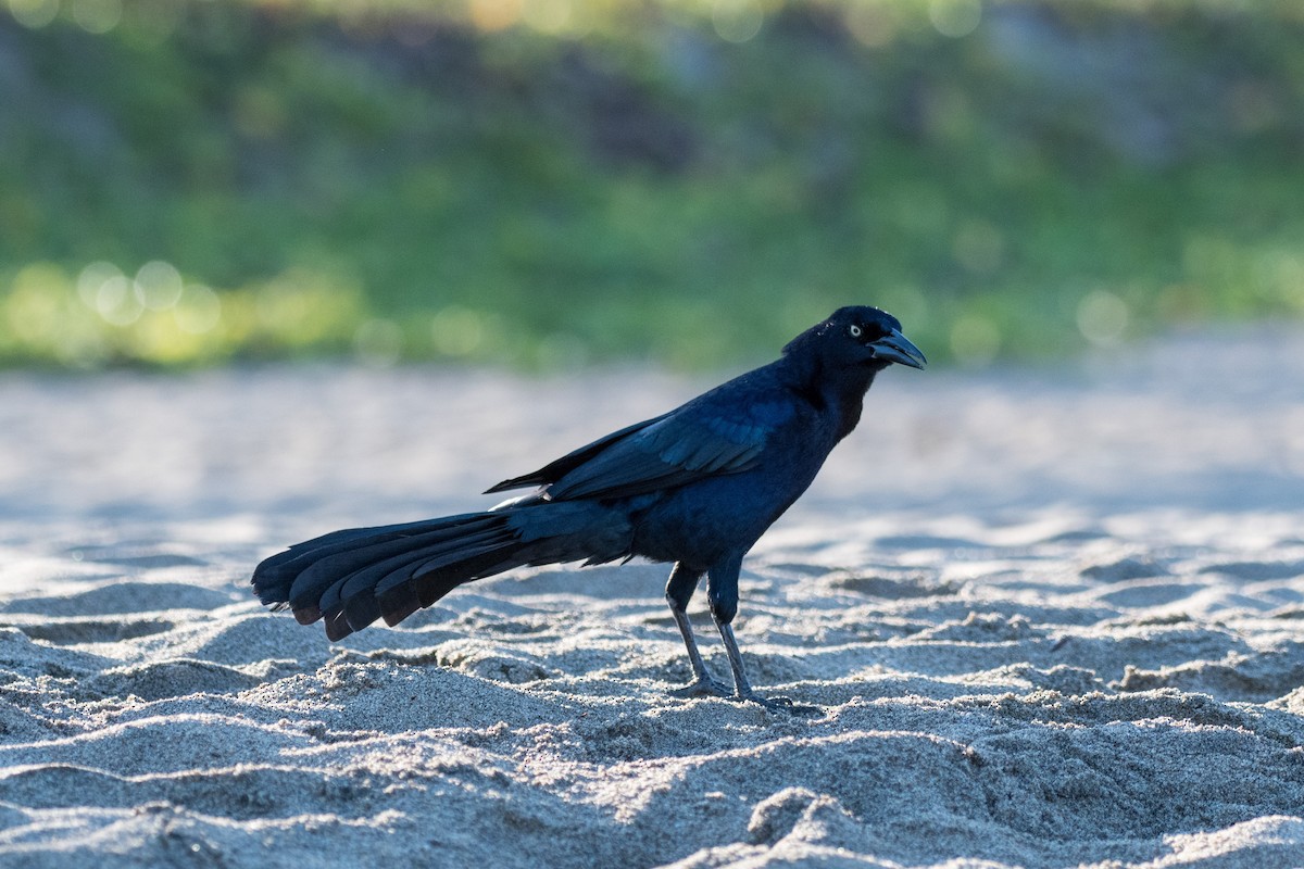 Great-tailed Grackle - ML647211233