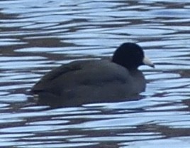 Kopetazuri amerikarra - ML647211237