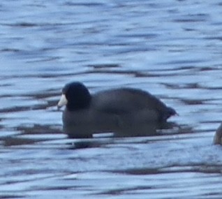 Kopetazuri amerikarra - ML647211238