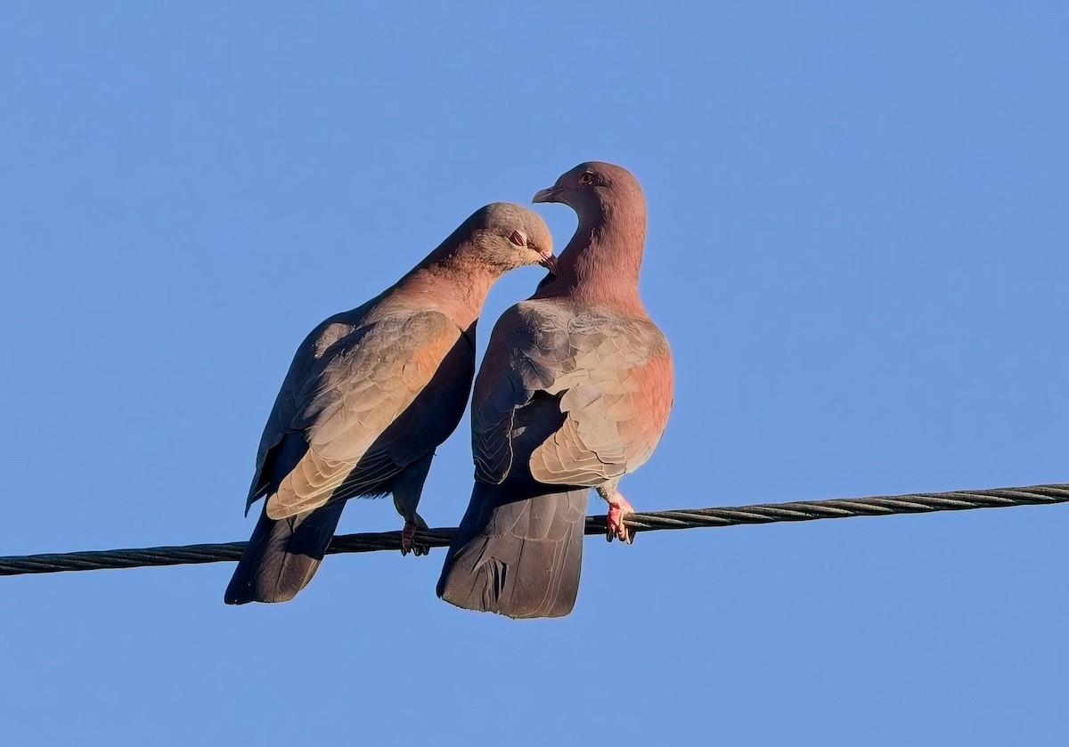 Red-billed Pigeon - ML647211246