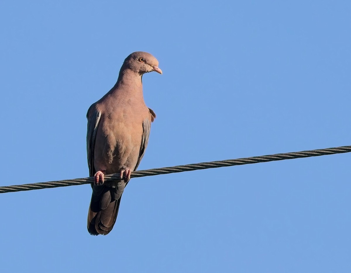 Red-billed Pigeon - ML647211247