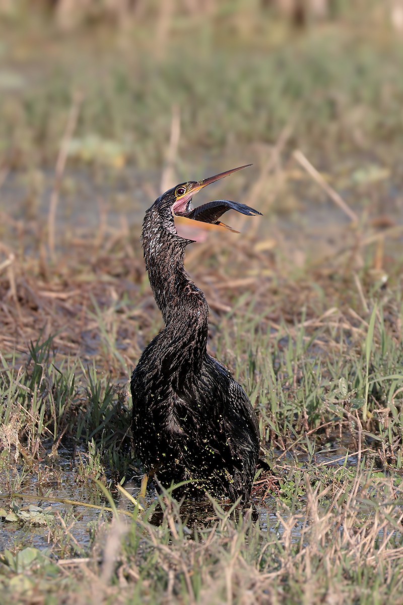 Anhinga - ML647211258
