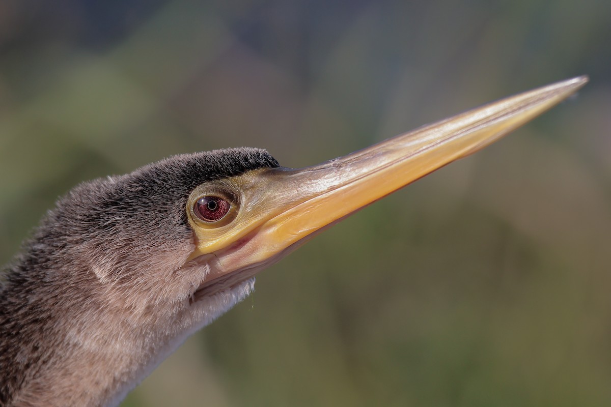 Anhinga - ML647211259