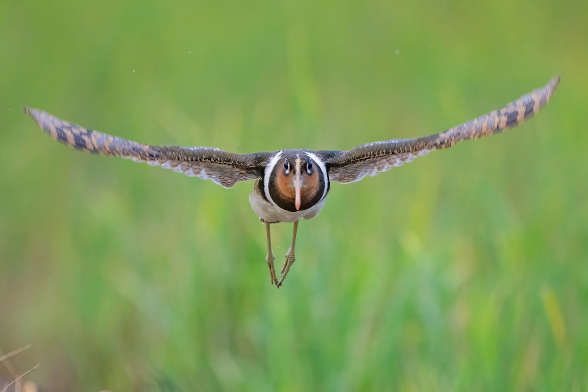 Greater Painted-Snipe - ML647211264