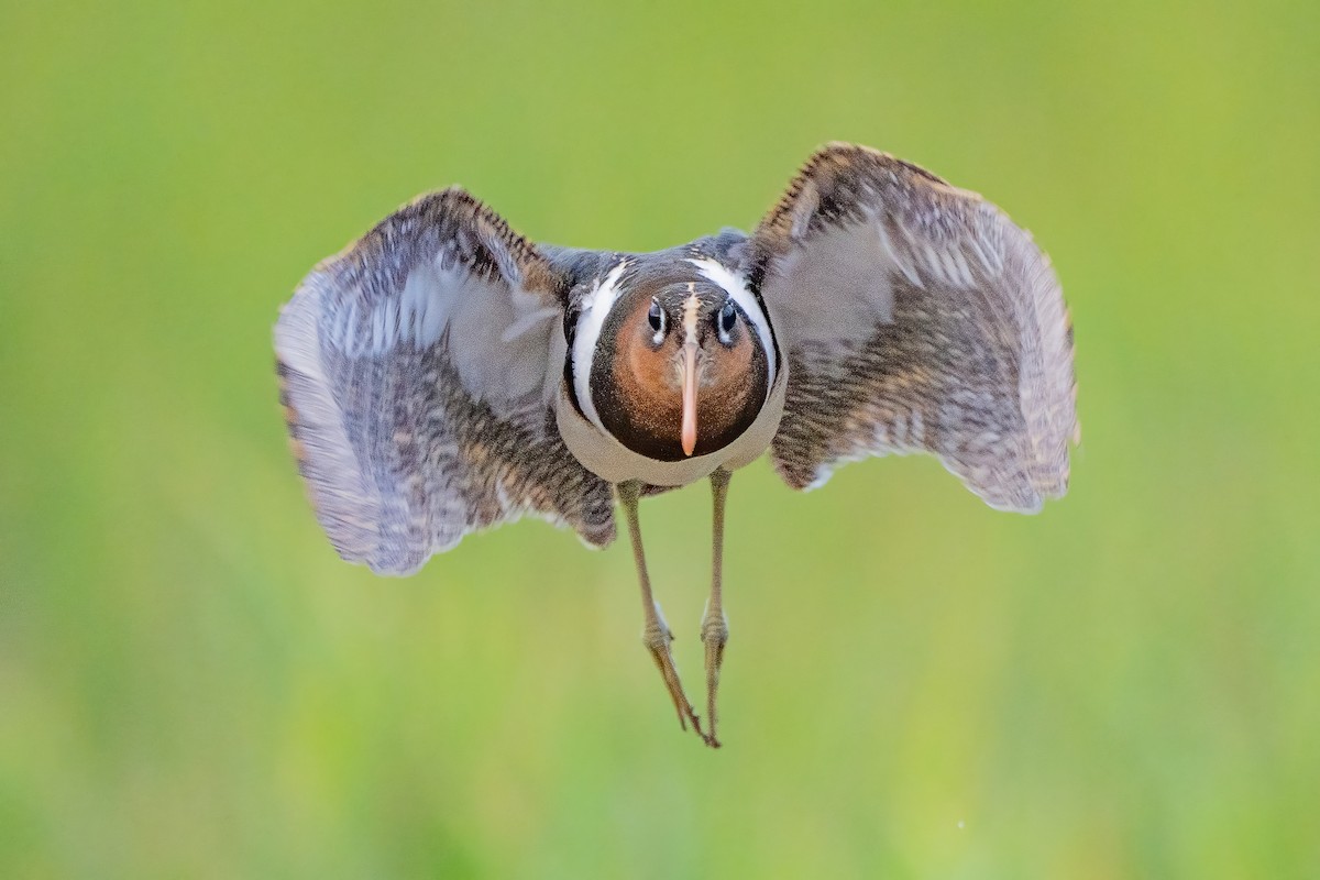 Greater Painted-Snipe - ML647211265