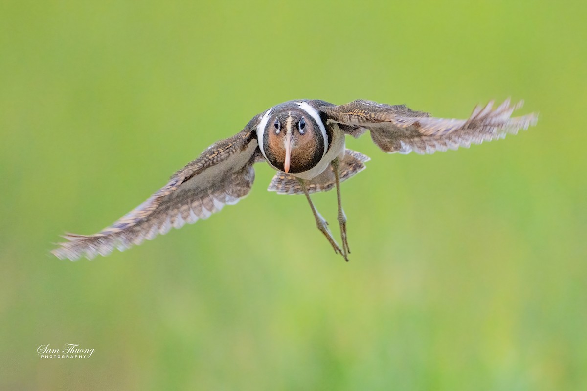 Greater Painted-Snipe - ML647211266