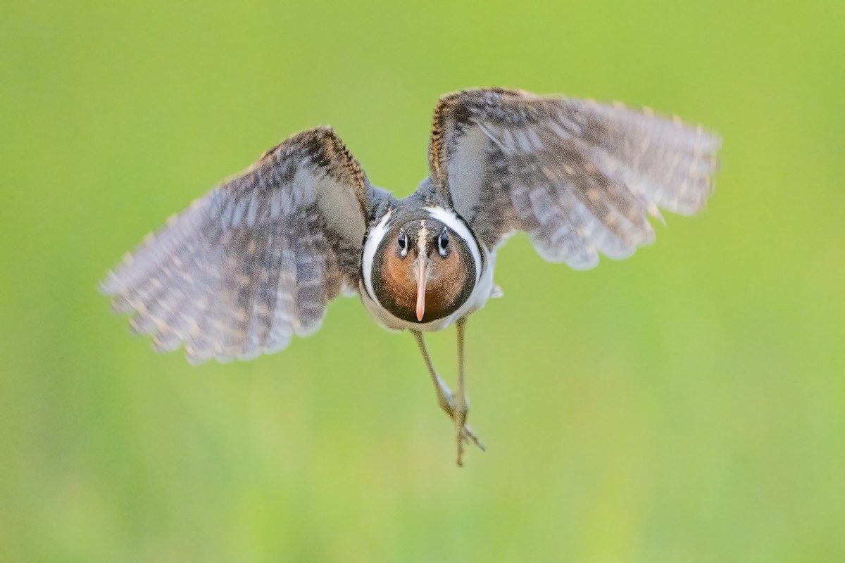 Greater Painted-Snipe - ML647211267