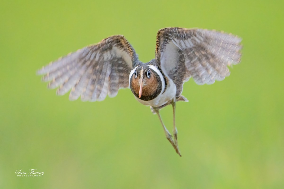 Greater Painted-Snipe - ML647211268