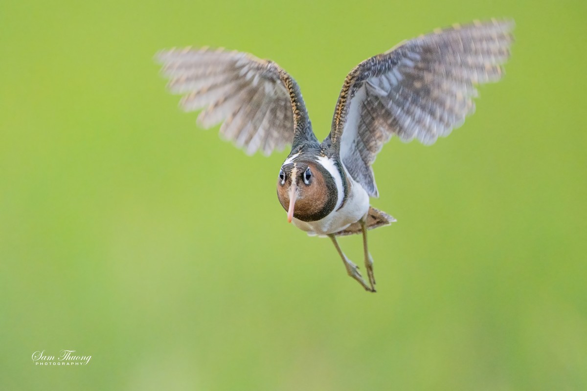 Greater Painted-Snipe - ML647211271