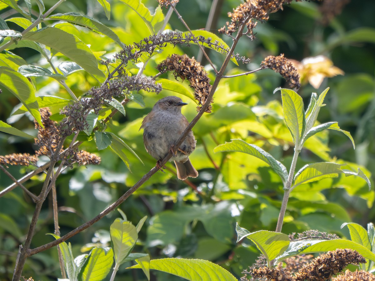 Accenteur mouchet - ML647211278