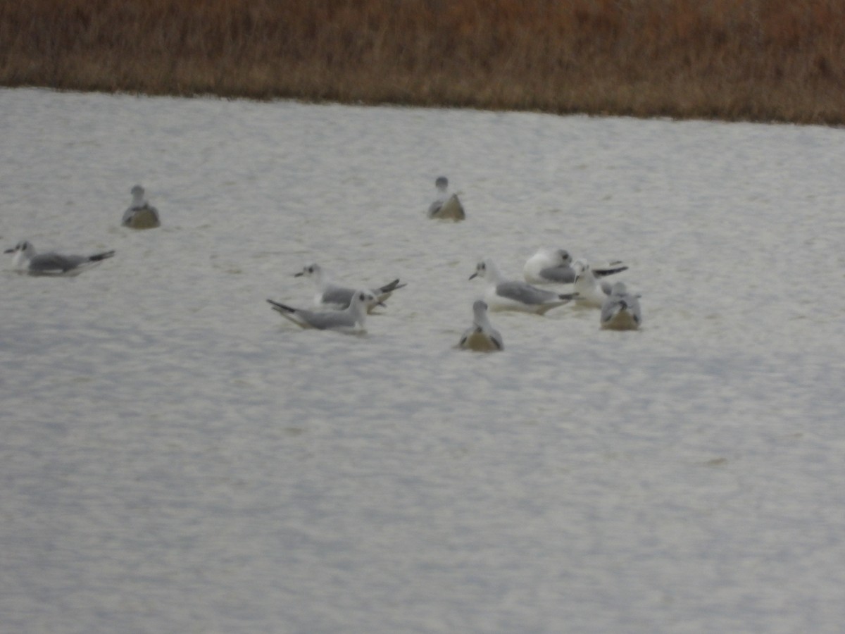 Gabbiano di Bonaparte - ML647211279