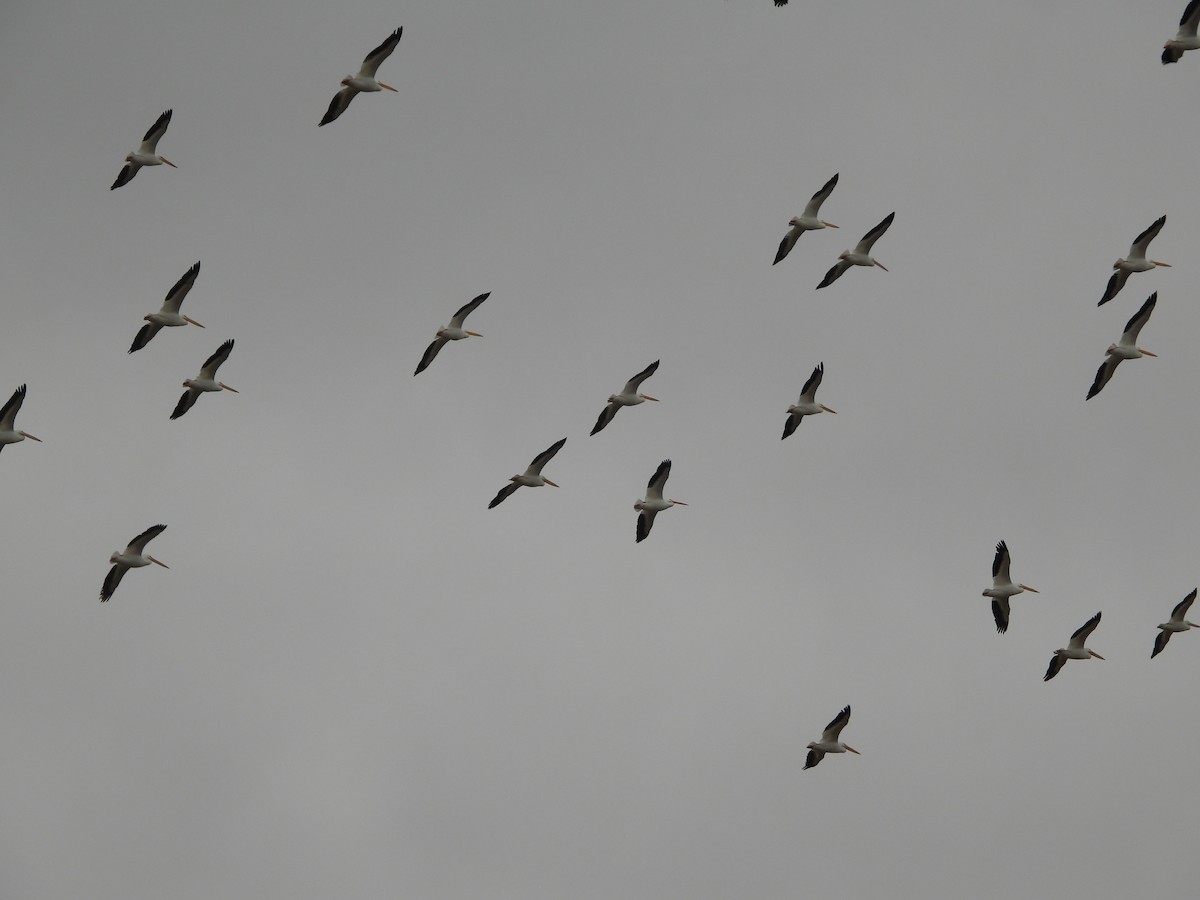 American White Pelican - ML647211286