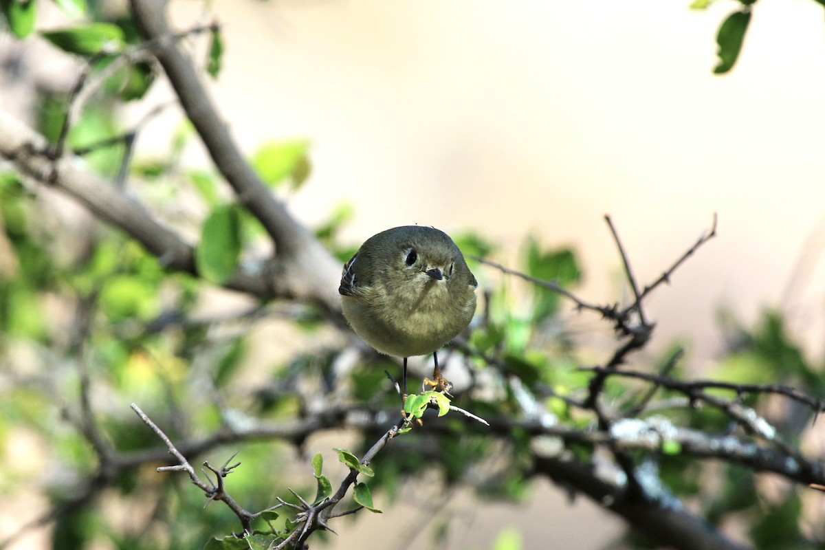 Ruby-crowned Kinglet - ML647211287
