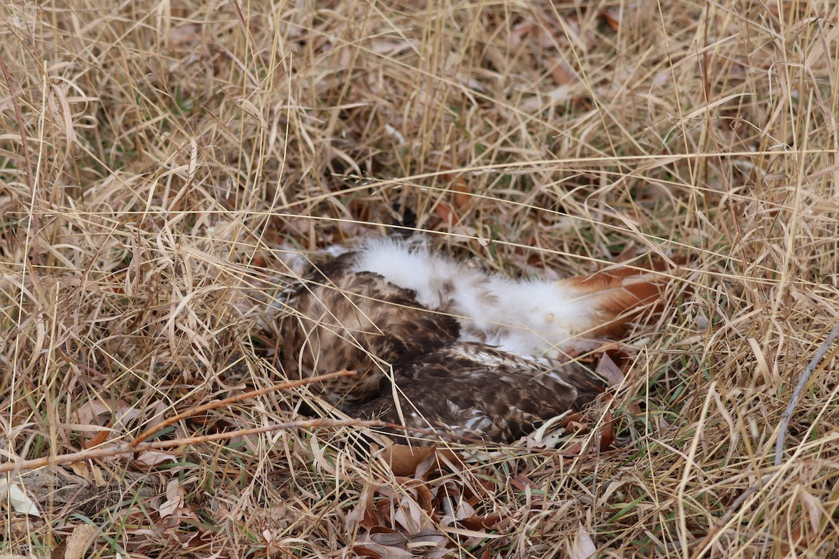 Busardo Colirrojo - ML647211288