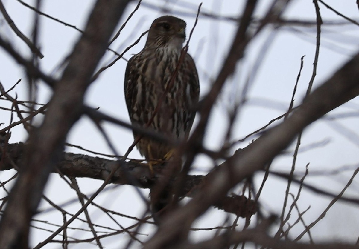 Esmerejón (de las Praderas) - ML647211294