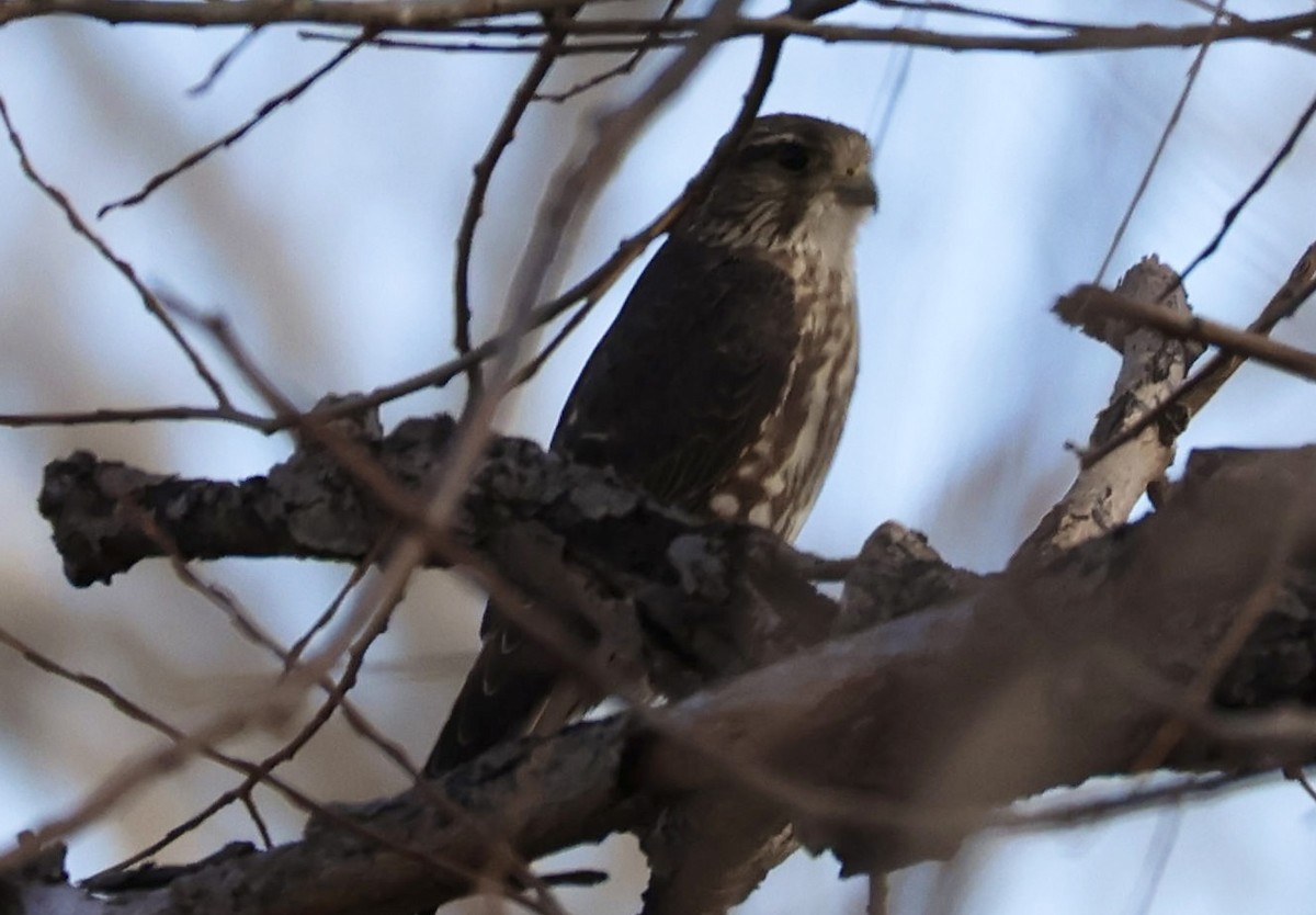 Esmerejón (de las Praderas) - ML647211295