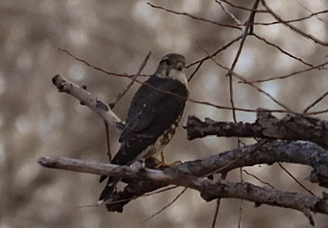 Esmerejón (de las Praderas) - ML647211296