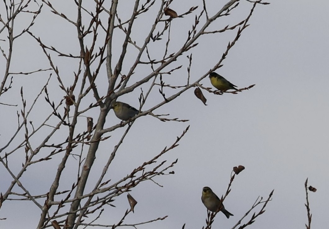 Jilguero Menor - ML647211299