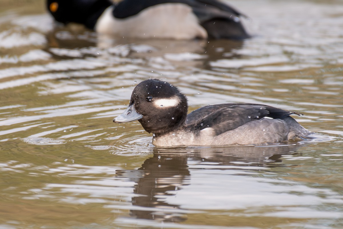Bufflehead - ML647211300