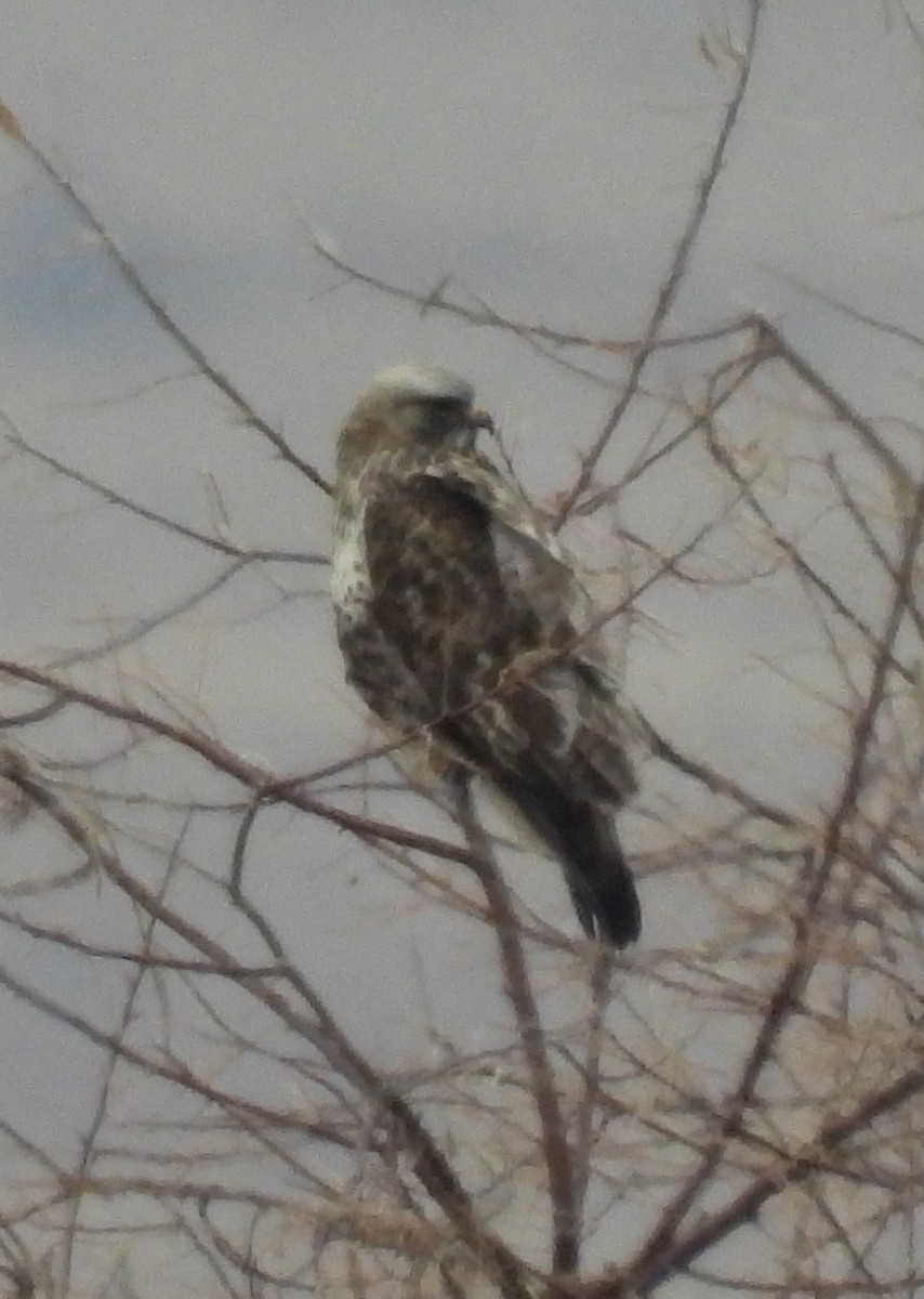 Poiana calzata - ML647211310