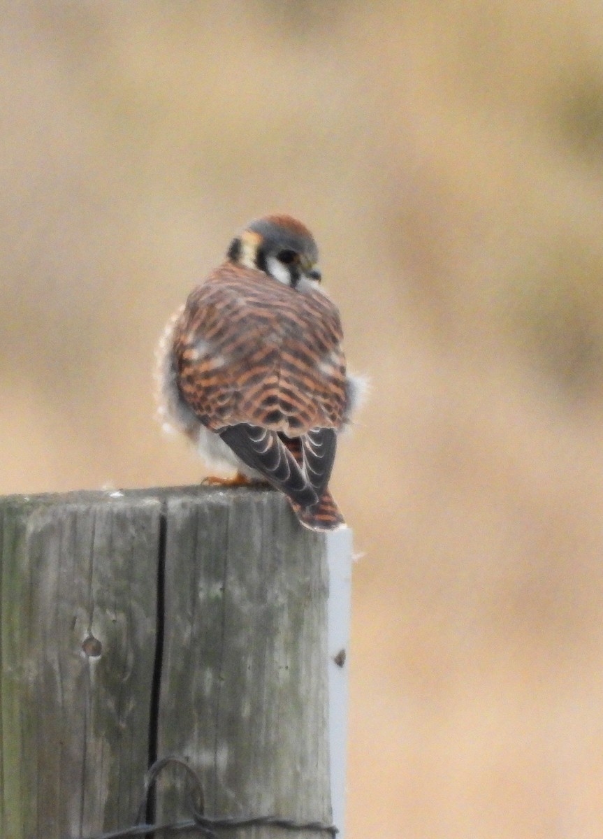 American Kestrel - ML647211316