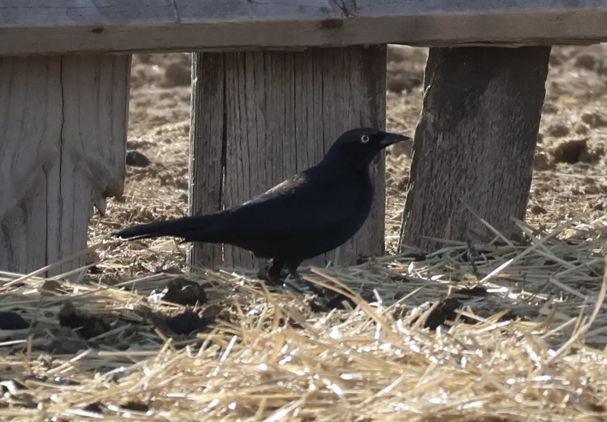 Zanate de Brewer - ML647211319