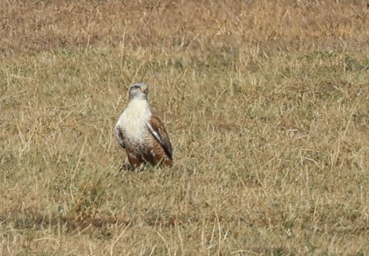 Busardo Herrumbroso - ML647211323