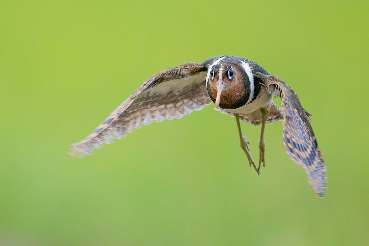 Greater Painted-Snipe - ML647211333