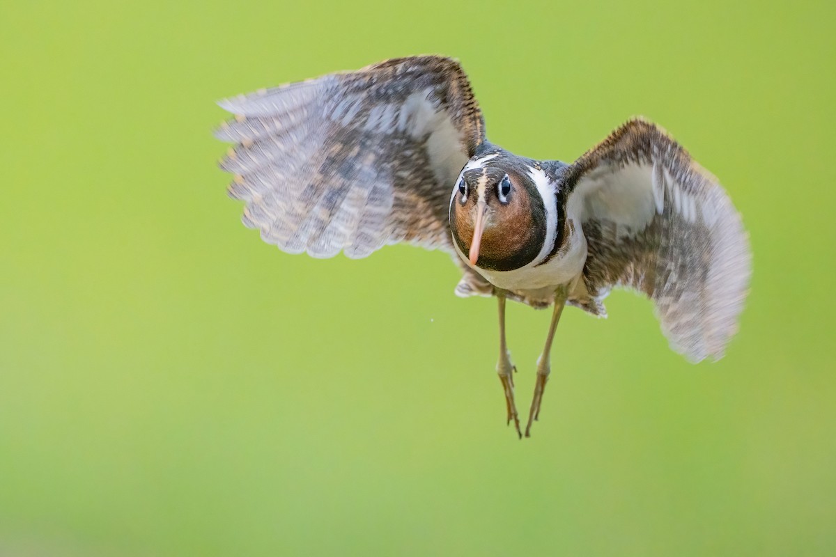 Greater Painted-Snipe - ML647211334