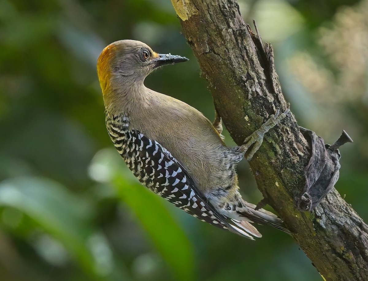 Hoffmann's Woodpecker - ML647211337