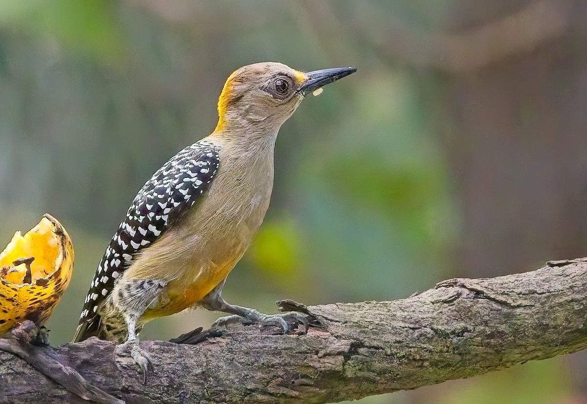 Hoffmann's Woodpecker - ML647211338