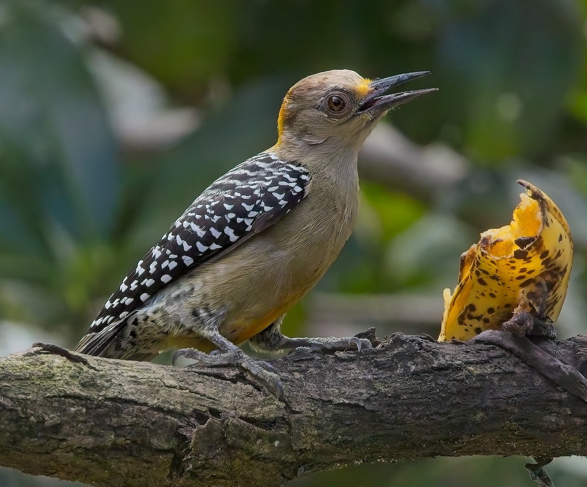Hoffmann's Woodpecker - ML647211339
