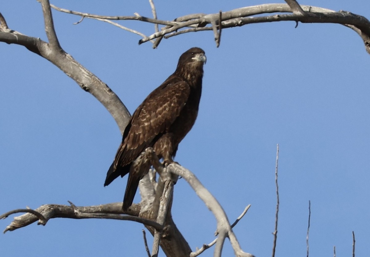 Pygargue à tête blanche - ML647211340