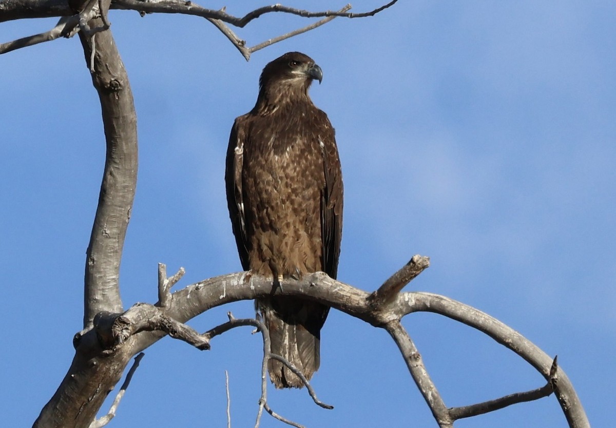 Pygargue à tête blanche - ML647211341