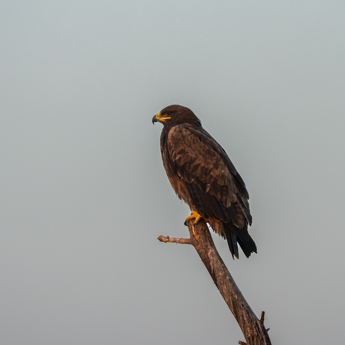 Steppe Eagle - ML647211342