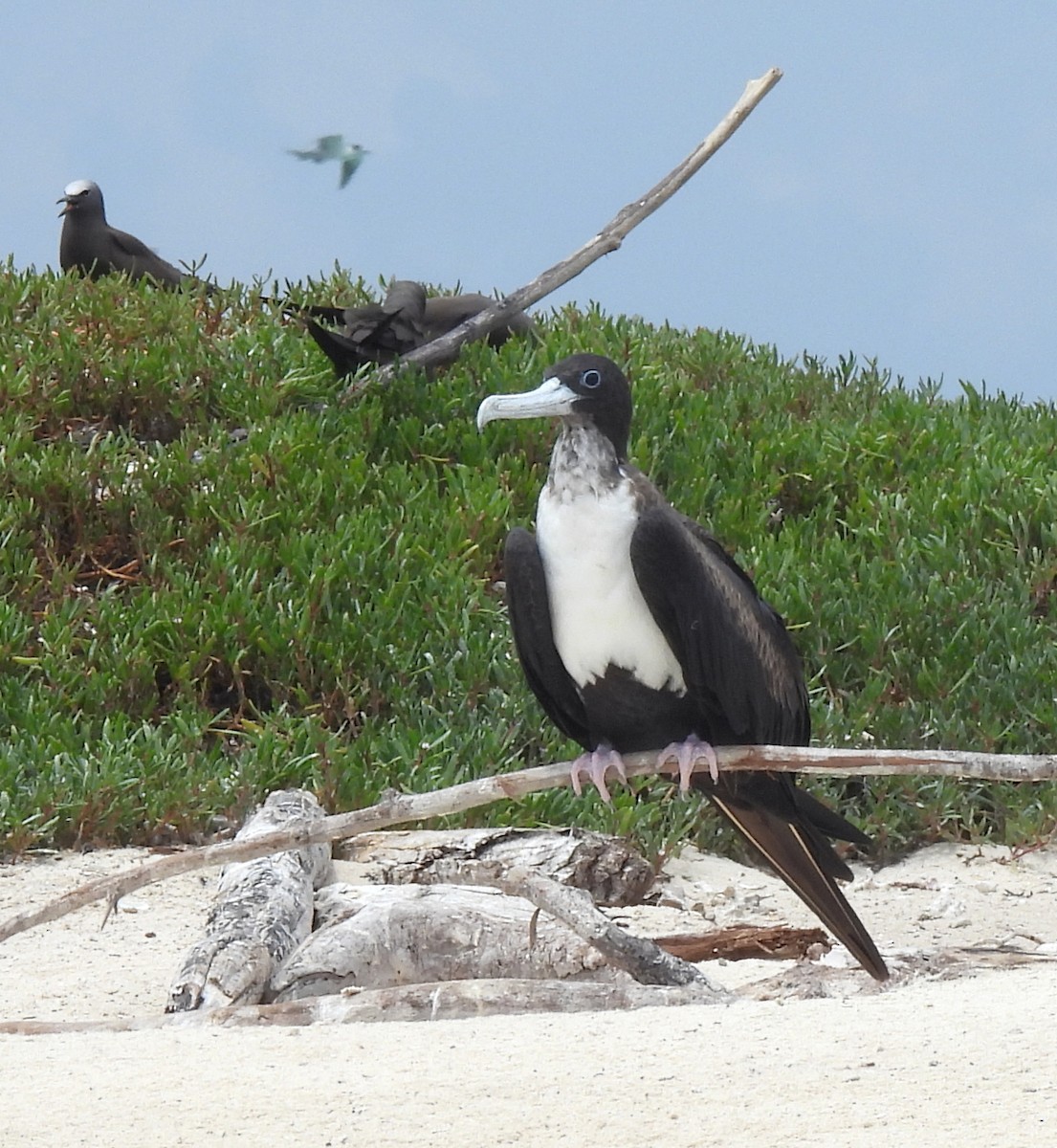 פריגט גדול - ML647211344