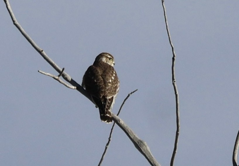 Esmerejón - ML647211346
