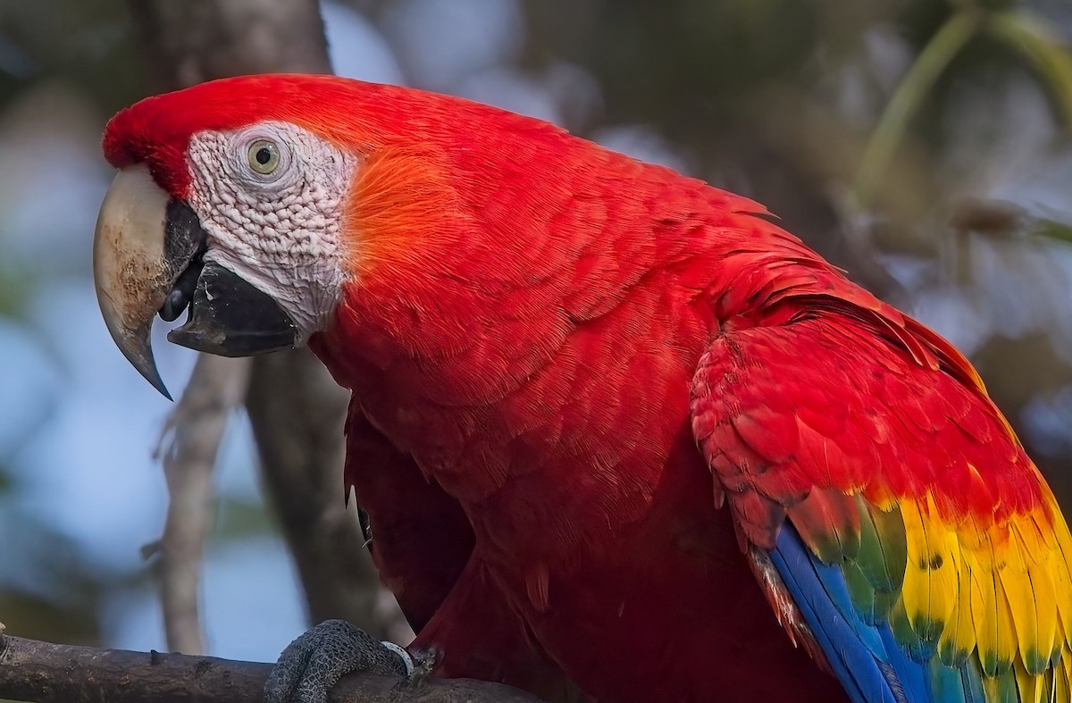 Scarlet Macaw - ML647211348