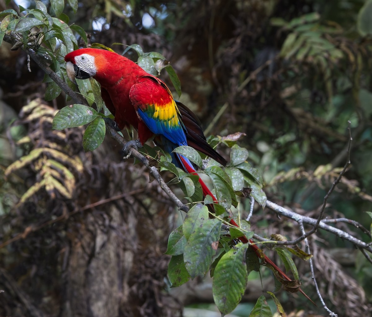 Scarlet Macaw - ML647211349