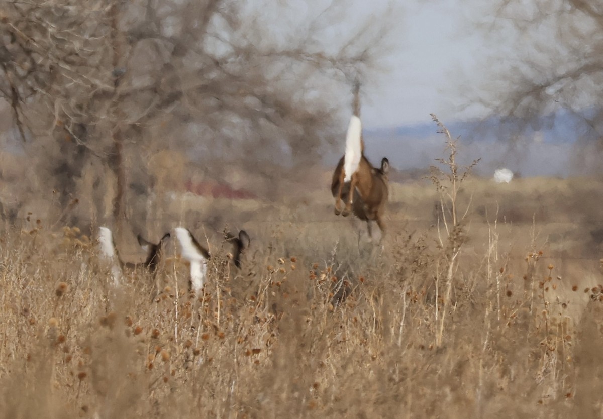 Animales - ML647211350