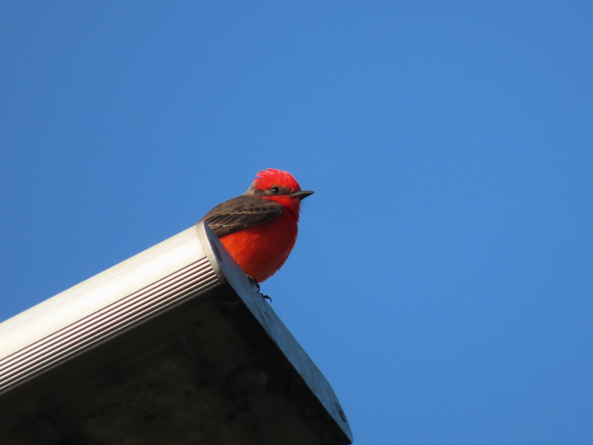 Vermilion Flycatcher (Northern) - ML647211352