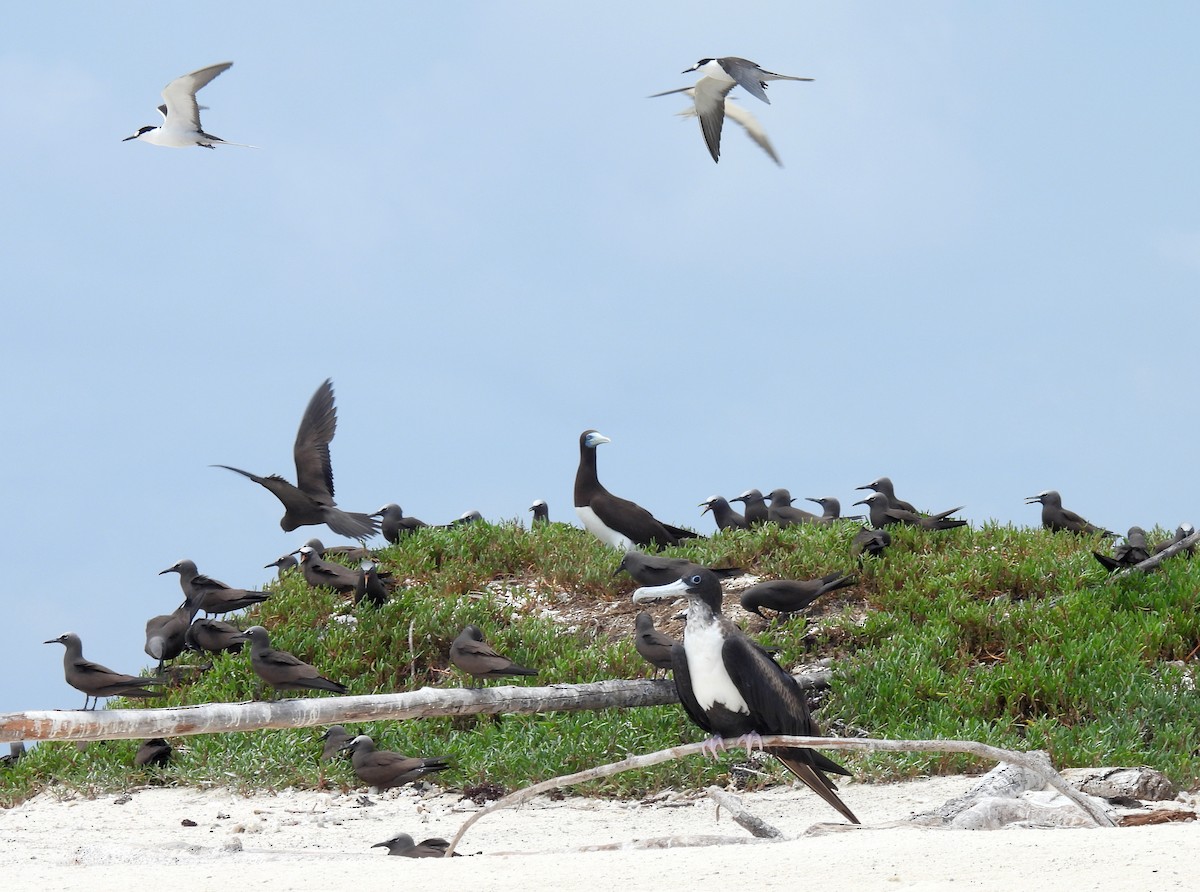 פריגט גדול - ML647211366