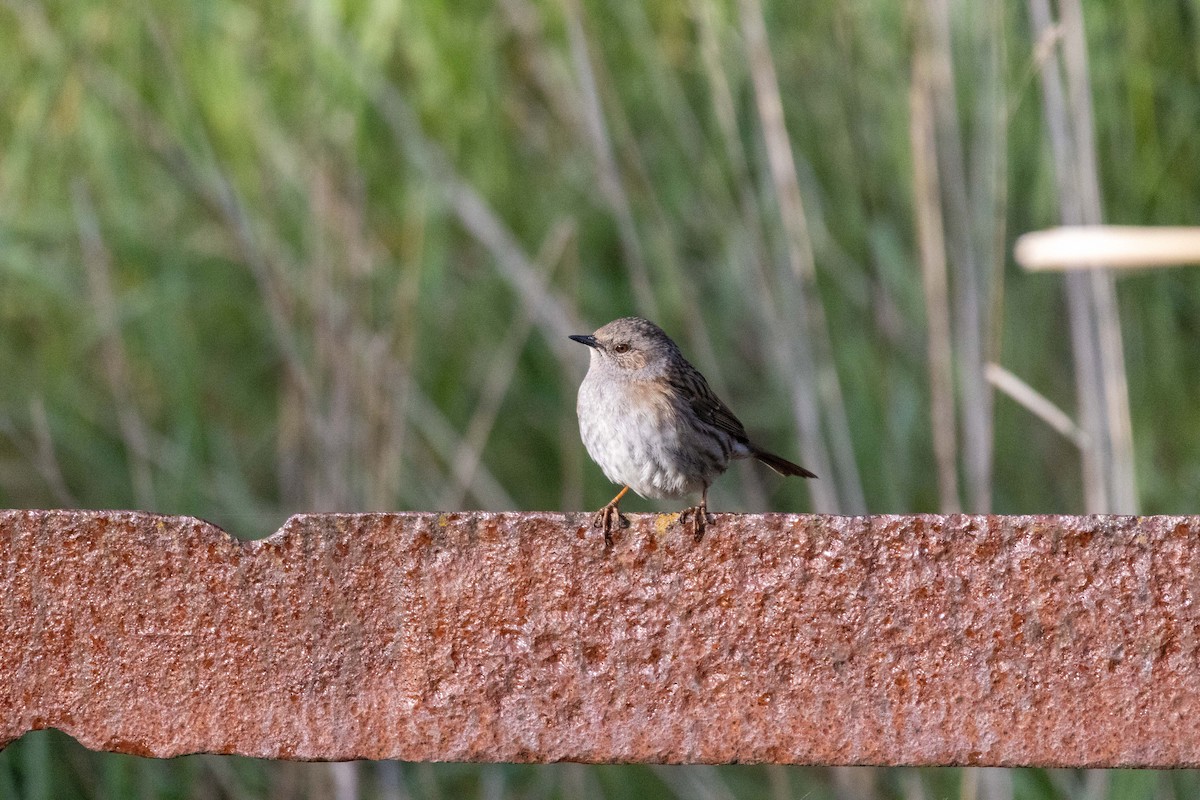 Accenteur mouchet - ML647211369