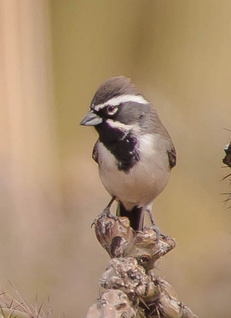 Black-throated Sparrow - ML647211376