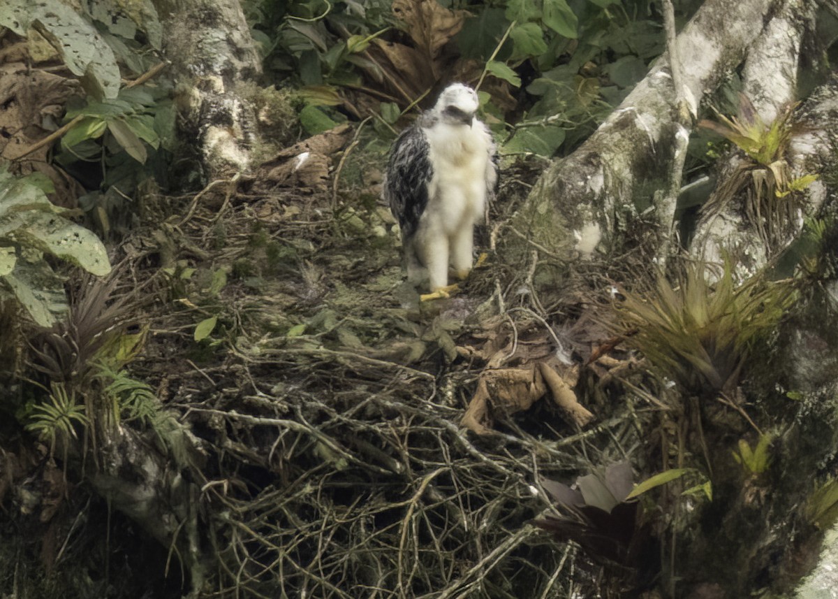 Black-and-chestnut Eagle - ML647211381
