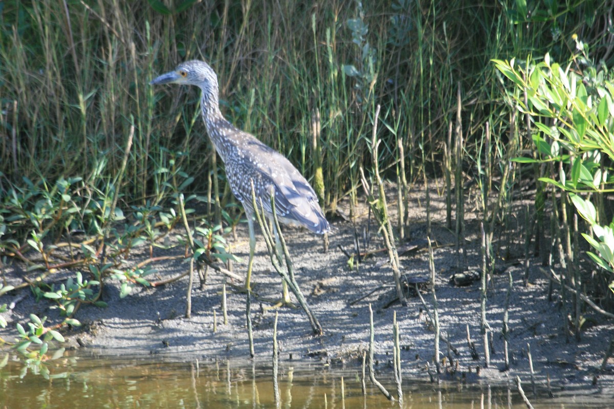 Yellow-crowned Night Heron - ML647211386
